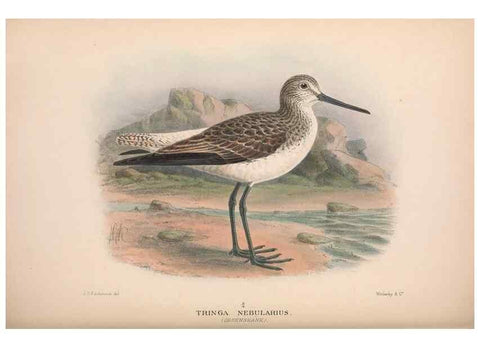 Reproducción/Reproduction 48684055358: The Birds of Australia. London :Witherby & Co.,1910-1927.. 
