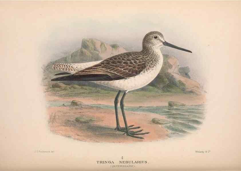Reproducción/Reproduction 48684055358: The Birds of Australia. London :Witherby & Co.,1910-1927.. 