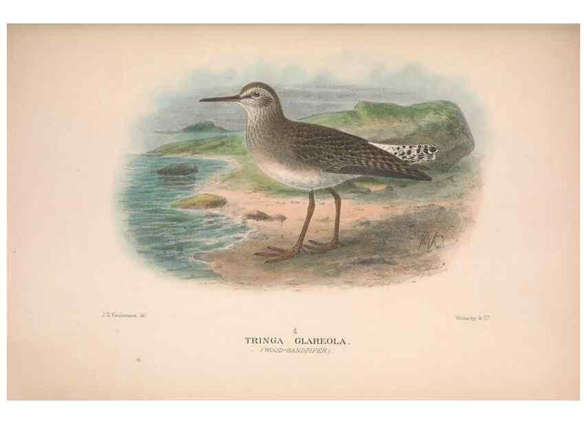 Reproducción/Reproduction 48684395086: The Birds of Australia. London :Witherby & Co.,1910-1927.. 