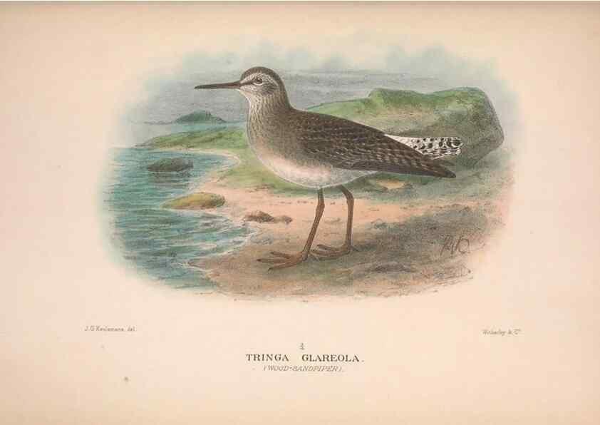 Reproducción/Reproduction 48684395086: The Birds of Australia. London :Witherby & Co.,1910-1927.. 