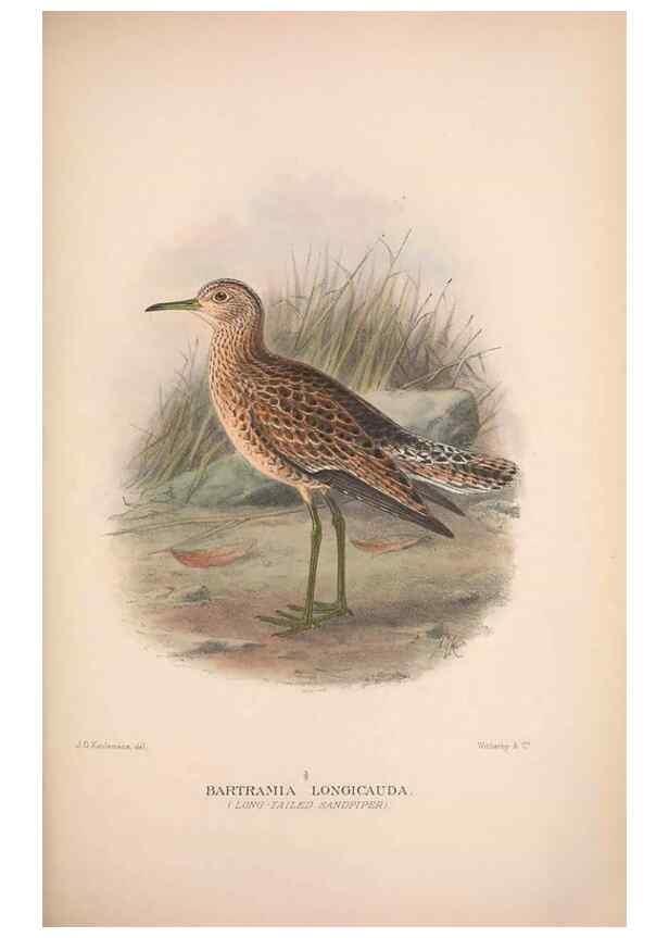 Reproducción/Reproduction 48684395371: The Birds of Australia. London :Witherby & Co.,1910-1927.. 