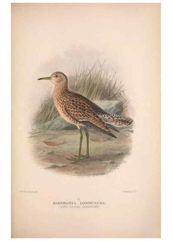 Reproducción/Reproduction 48684395371: The Birds of Australia. London :Witherby & Co.,1910-1927.. 