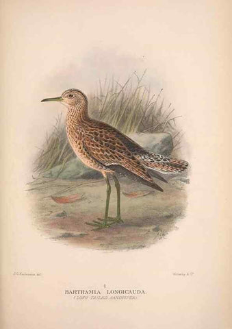 Reproducción/Reproduction 48684395371: The Birds of Australia. London :Witherby & Co.,1910-1927.. 