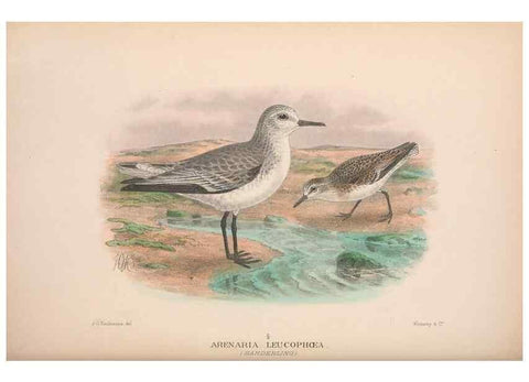 Reproducción/Reproduction 48684395626: The Birds of Australia. London :Witherby & Co.,1910-1927.. 