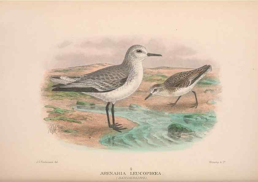 Reproducción/Reproduction 48684395626: The Birds of Australia. London :Witherby & Co.,1910-1927.. 