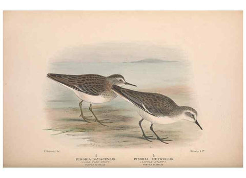 Reproducción/Reproduction 48684056643: The Birds of Australia. London :Witherby & Co.,1910-1927.. 