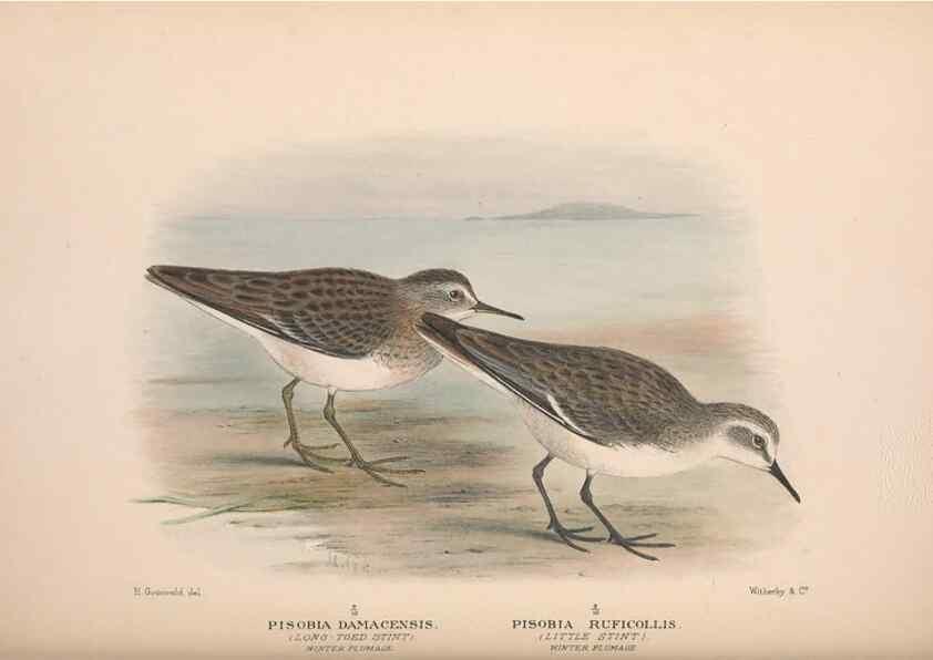 Reproducción/Reproduction 48684056643: The Birds of Australia. London :Witherby & Co.,1910-1927.. 