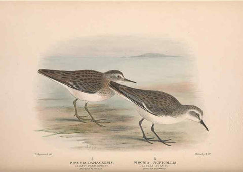 Reproducción/Reproduction 48684056643: The Birds of Australia. London :Witherby & Co.,1910-1927.. 