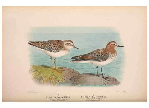 Reproducción/Reproduction 48684571747: The Birds of Australia. London :Witherby & Co.,1910-1927.. 