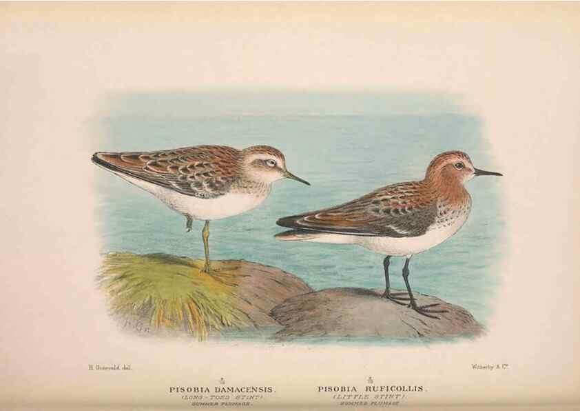 Reproducción/Reproduction 48684571747: The Birds of Australia. London :Witherby & Co.,1910-1927.. 
