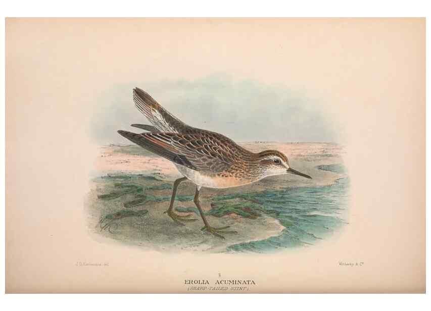 Reproducción/Reproduction 48684572002: The Birds of Australia. London :Witherby & Co.,1910-1927.. 