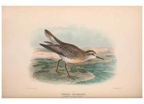 Reproducción/Reproduction 48684572002: The Birds of Australia. London :Witherby & Co.,1910-1927.. 