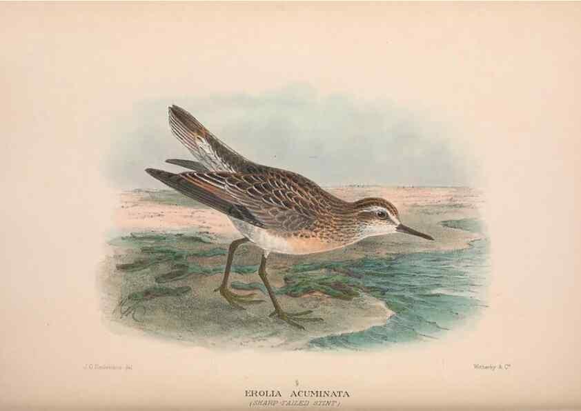 Reproducción/Reproduction 48684572002: The Birds of Australia. London :Witherby & Co.,1910-1927.. 