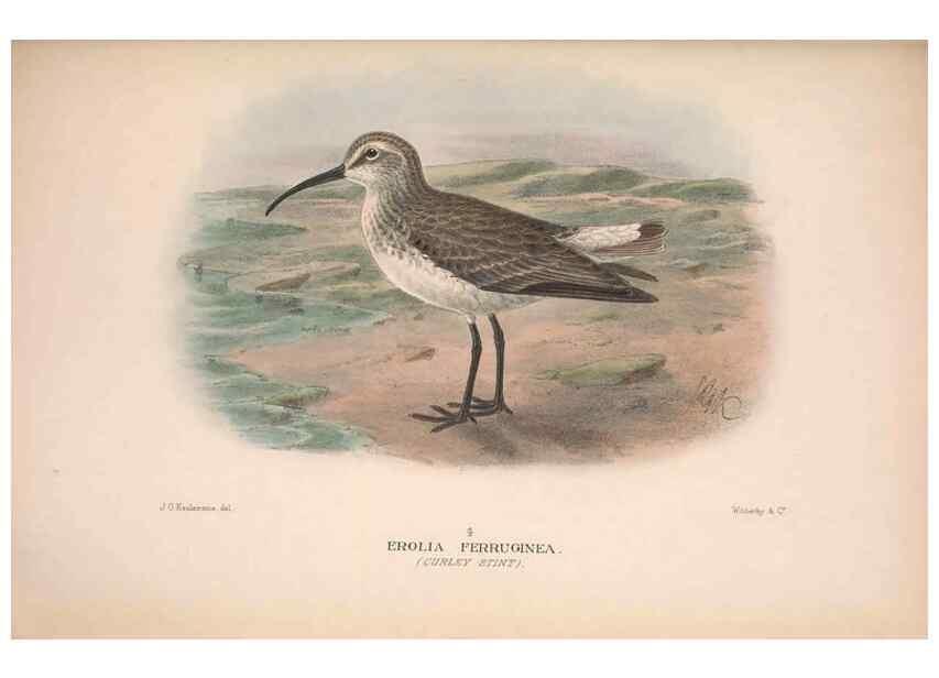 Reproducción/Reproduction 48684057628: The Birds of Australia. London :Witherby & Co.,1910-1927.. 