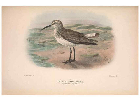 Reproducción/Reproduction 48684057628: The Birds of Australia. London :Witherby & Co.,1910-1927.. 