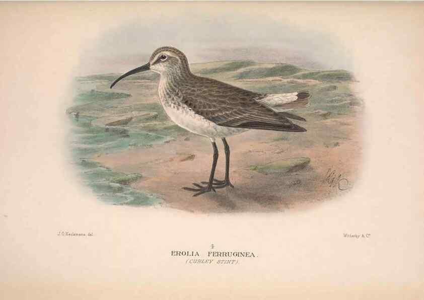 Reproducción/Reproduction 48684057628: The Birds of Australia. London :Witherby & Co.,1910-1927.. 
