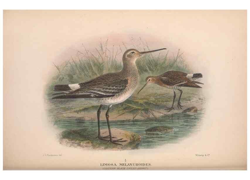 Reproducción/Reproduction 48684053108: The Birds of Australia. London :Witherby & Co.,1910-1927.. 