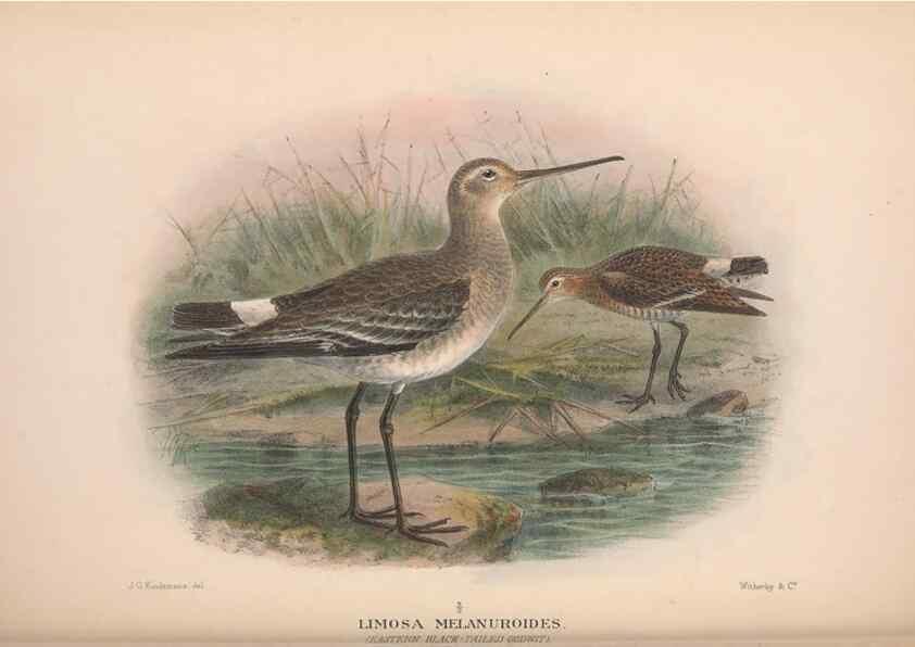Reproducción/Reproduction 48684053108: The Birds of Australia. London :Witherby & Co.,1910-1927.. 