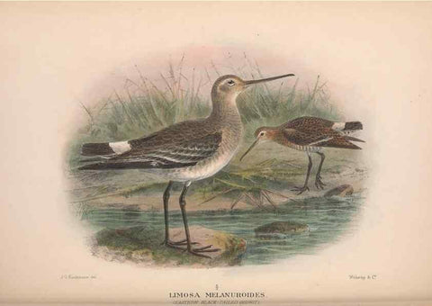 Reproducción/Reproduction 48684053108: The Birds of Australia. London :Witherby & Co.,1910-1927.. 