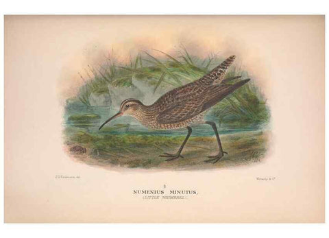 Reproducción/Reproduction 48684391876: The Birds of Australia. London :Witherby & Co.,1910-1927.. 