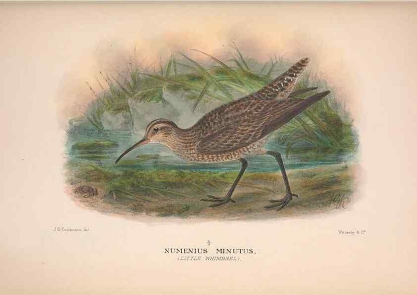 Reproducción/Reproduction 48684391876: The Birds of Australia. London :Witherby & Co.,1910-1927.. 