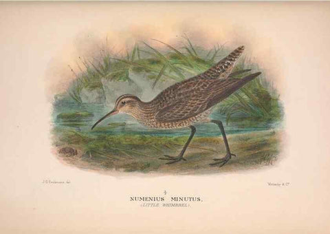 Reproducción/Reproduction 48684391876: The Birds of Australia. London :Witherby & Co.,1910-1927.. 