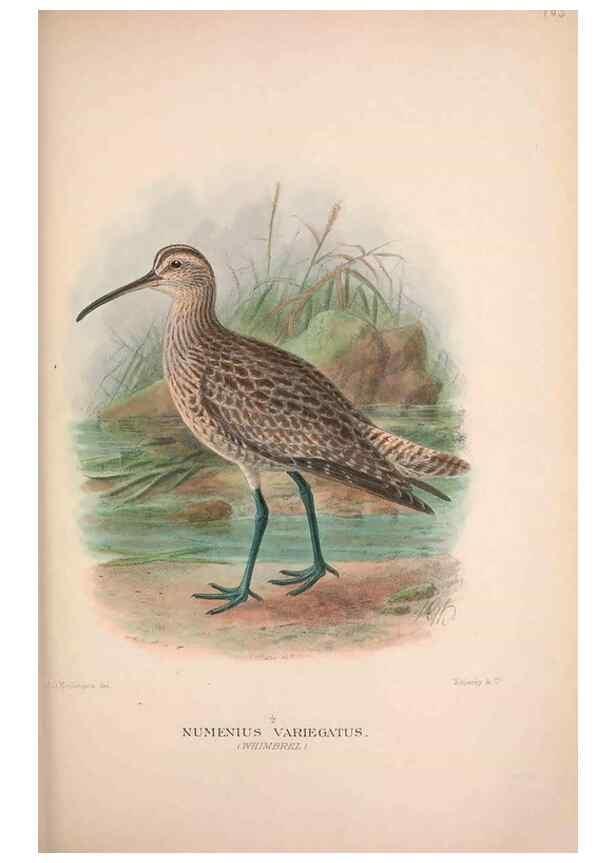 Reproducción/Reproduction 48684391521: The Birds of Australia. London :Witherby & Co.,1910-1927.. 