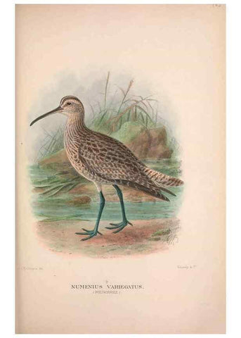 Reproducción/Reproduction 48684391521: The Birds of Australia. London :Witherby & Co.,1910-1927.. 