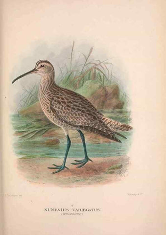 Reproducción/Reproduction 48684391521: The Birds of Australia. London :Witherby & Co.,1910-1927.. 