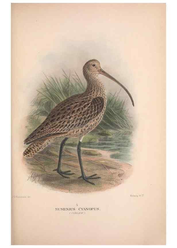 Reproducción/Reproduction 48684566932: The Birds of Australia. London :Witherby & Co.,1910-1927.. 
