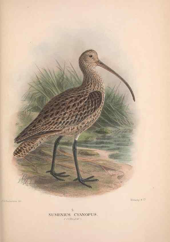 Reproducción/Reproduction 48684566932: The Birds of Australia. London :Witherby & Co.,1910-1927.. 