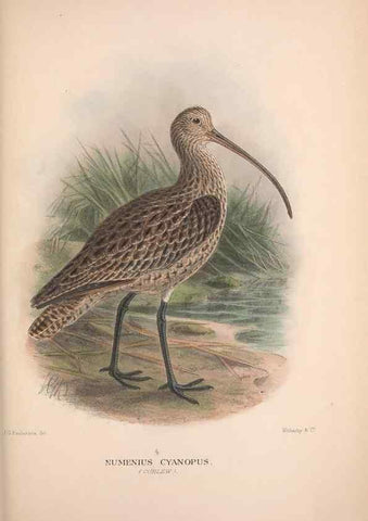 Reproducción/Reproduction 48684566932: The Birds of Australia. London :Witherby & Co.,1910-1927.. 
