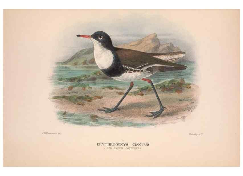 Reproducción/Reproduction 48684385476: The Birds of Australia. London :Witherby & Co.,1910-1927.. 