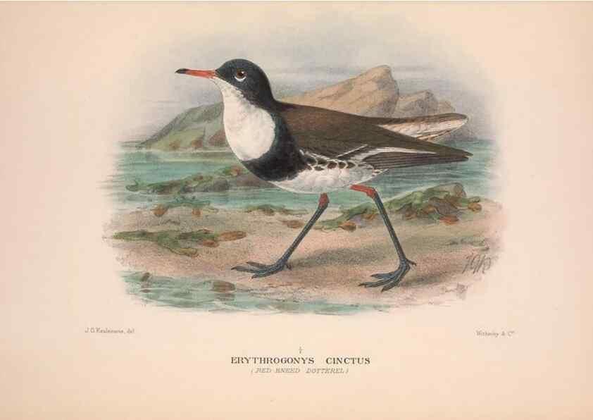 Reproducción/Reproduction 48684385476: The Birds of Australia. London :Witherby & Co.,1910-1927.. 