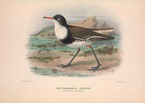 Reproducción/Reproduction 48684385476: The Birds of Australia. London :Witherby & Co.,1910-1927.. 