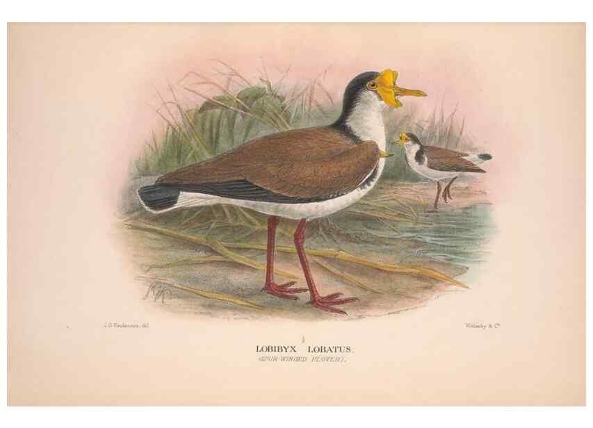Reproducción/Reproduction 48684385896: The Birds of Australia. London :Witherby & Co.,1910-1927.. 