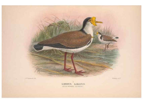 Reproducción/Reproduction 48684385896: The Birds of Australia. London :Witherby & Co.,1910-1927.. 