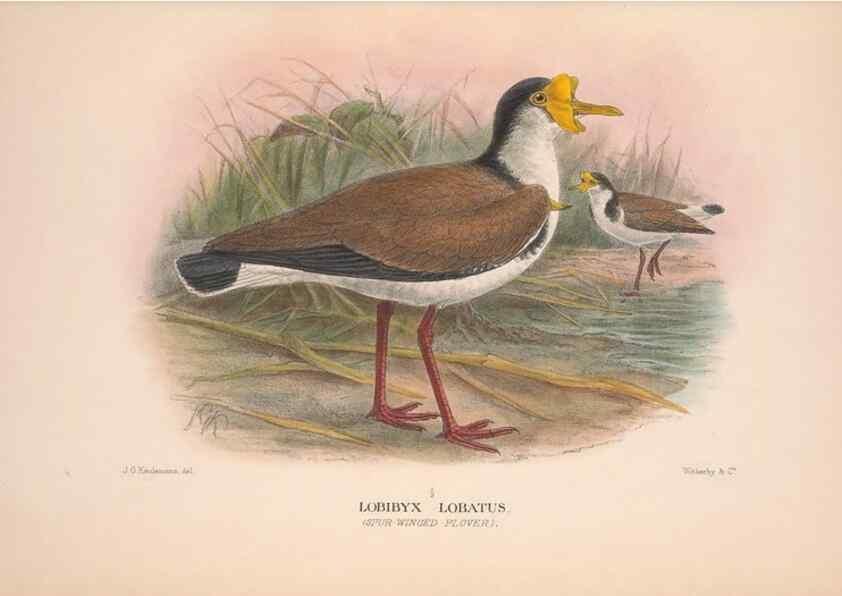Reproducción/Reproduction 48684385896: The Birds of Australia. London :Witherby & Co.,1910-1927.. 