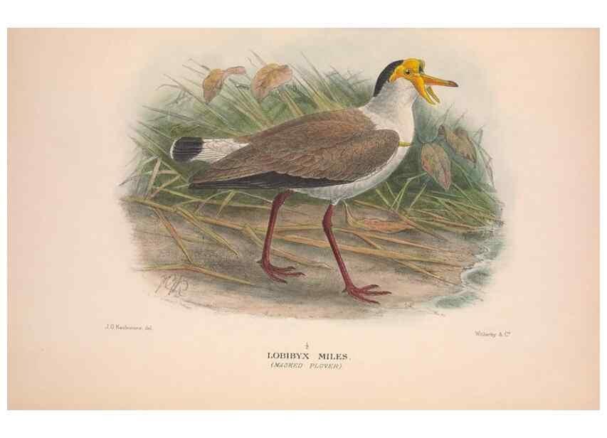 Reproducción/Reproduction 48684562167: The Birds of Australia. London :Witherby & Co.,1910-1927.. 
