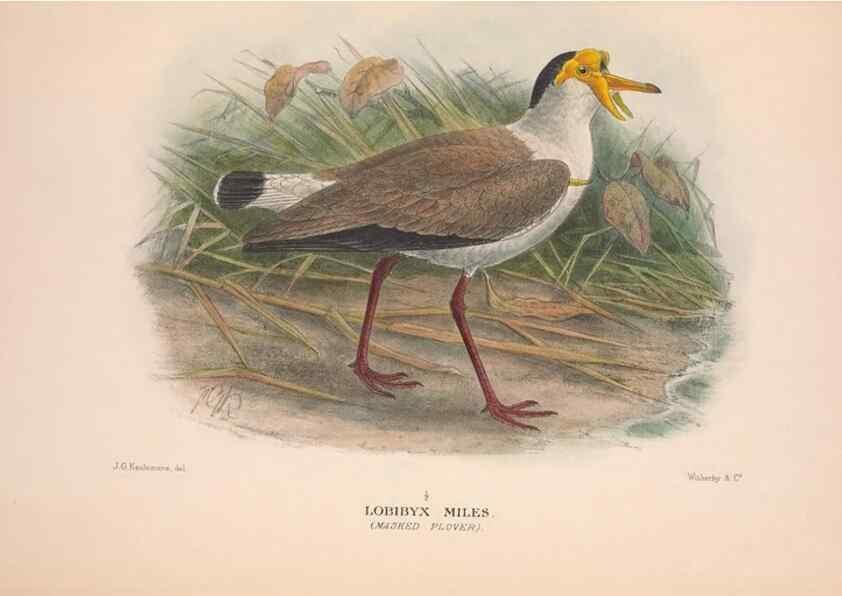 Reproducción/Reproduction 48684562167: The Birds of Australia. London :Witherby & Co.,1910-1927.. 