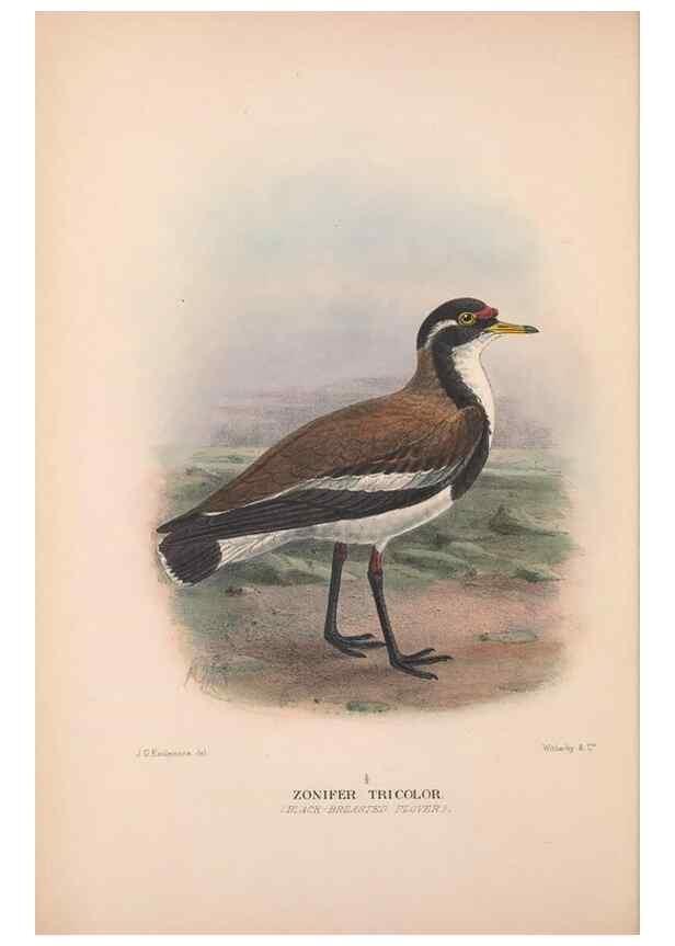 Reproducción/Reproduction 48684562512: The Birds of Australia. London :Witherby & Co.,1910-1927.. 