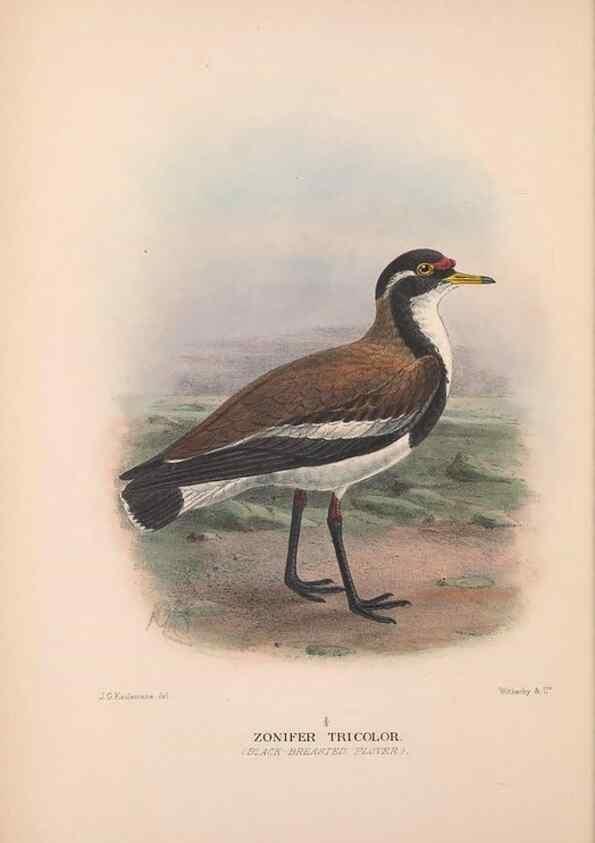 Reproducción/Reproduction 48684562512: The Birds of Australia. London :Witherby & Co.,1910-1927.. 