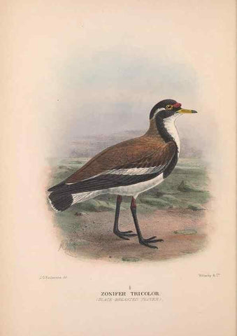 Reproducción/Reproduction 48684562512: The Birds of Australia. London :Witherby & Co.,1910-1927.. 