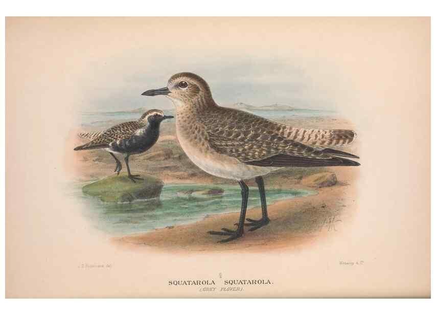 Reproducción/Reproduction 48684386886: The Birds of Australia. London :Witherby & Co.,1910-1927.. 