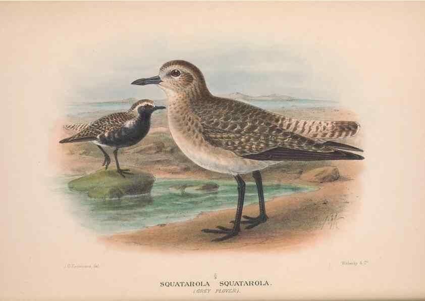 Reproducción/Reproduction 48684386886: The Birds of Australia. London :Witherby & Co.,1910-1927.. 