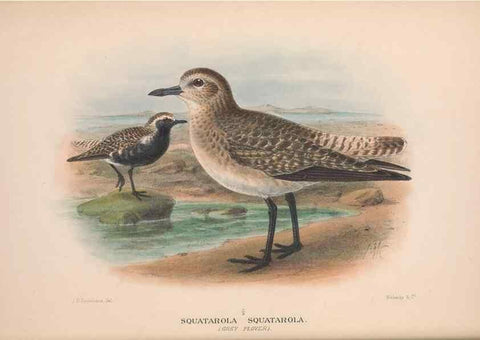 Reproducción/Reproduction 48684386886: The Birds of Australia. London :Witherby & Co.,1910-1927.. 