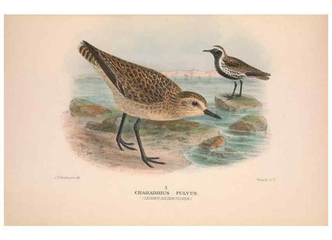Reproducción/Reproduction 48684048083: The Birds of Australia. London :Witherby & Co.,1910-1927.. 