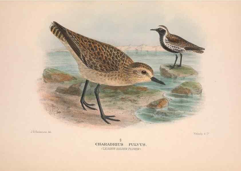 Reproducción/Reproduction 48684048083: The Birds of Australia. London :Witherby & Co.,1910-1927.. 