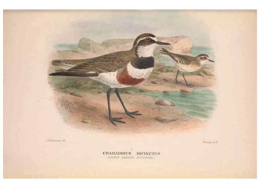 Reproducción/Reproduction 48684387671: The Birds of Australia. London :Witherby & Co.,1910-1927.. 