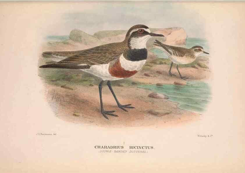 Reproducción/Reproduction 48684387671: The Birds of Australia. London :Witherby & Co.,1910-1927.. 